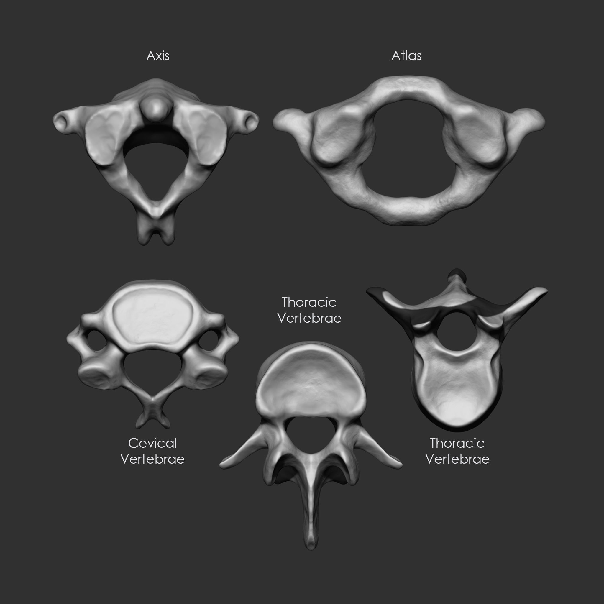 Skeleton Human Bones Collection IMM Stl Obj Brush Pack 26 in One 3D model_22