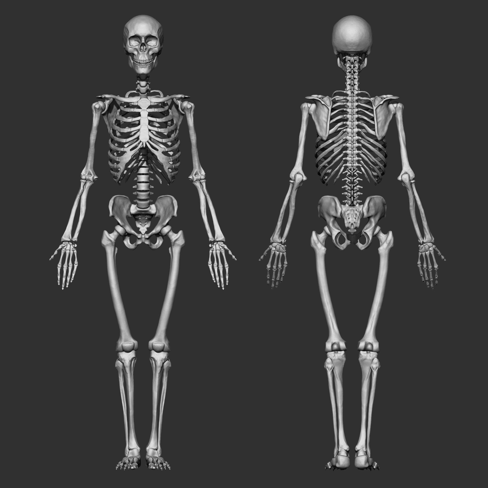 Skeleton Human Bones Collection IMM Stl Obj Brush Pack 26 in One 3D model_2