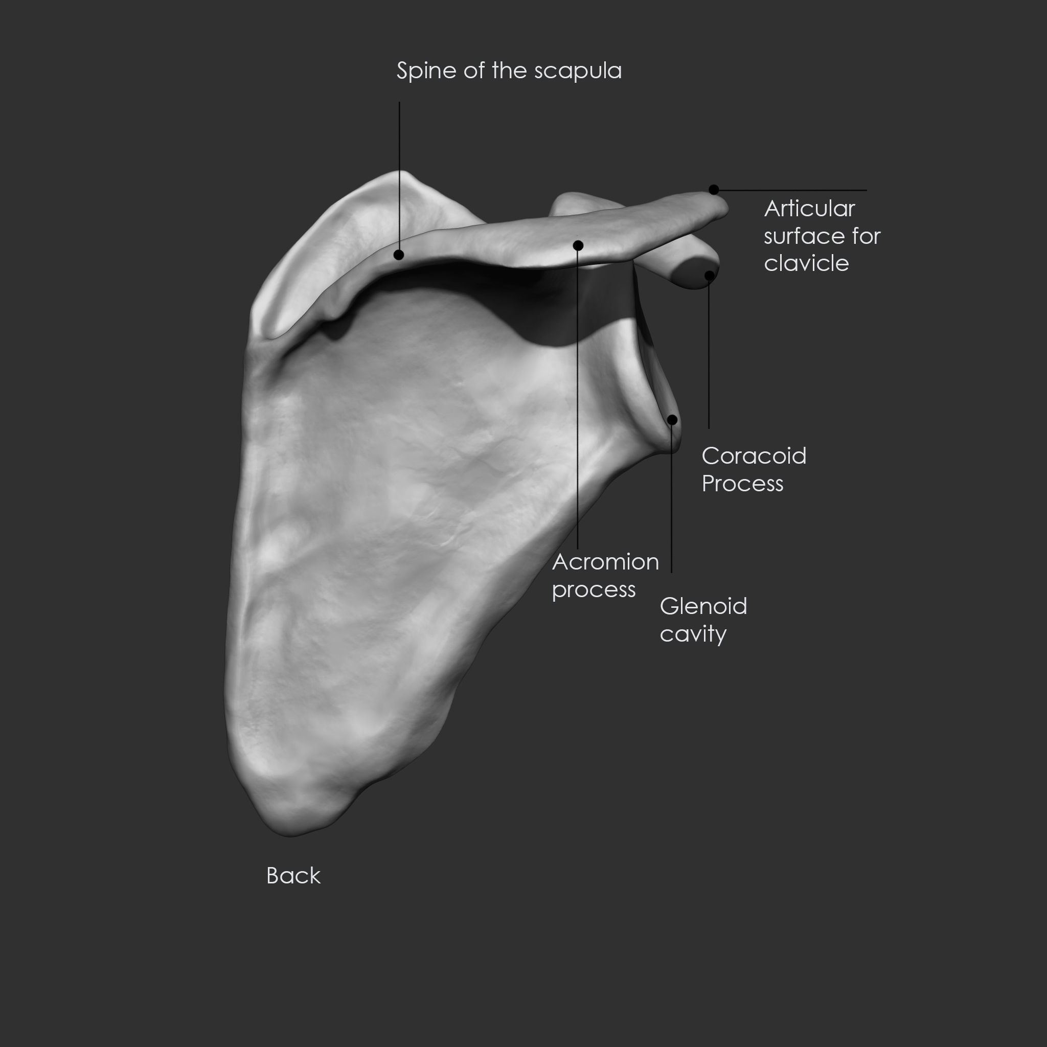 Skeleton Human Bones Collection IMM Stl Obj Brush Pack 26 in One 3D model_24
