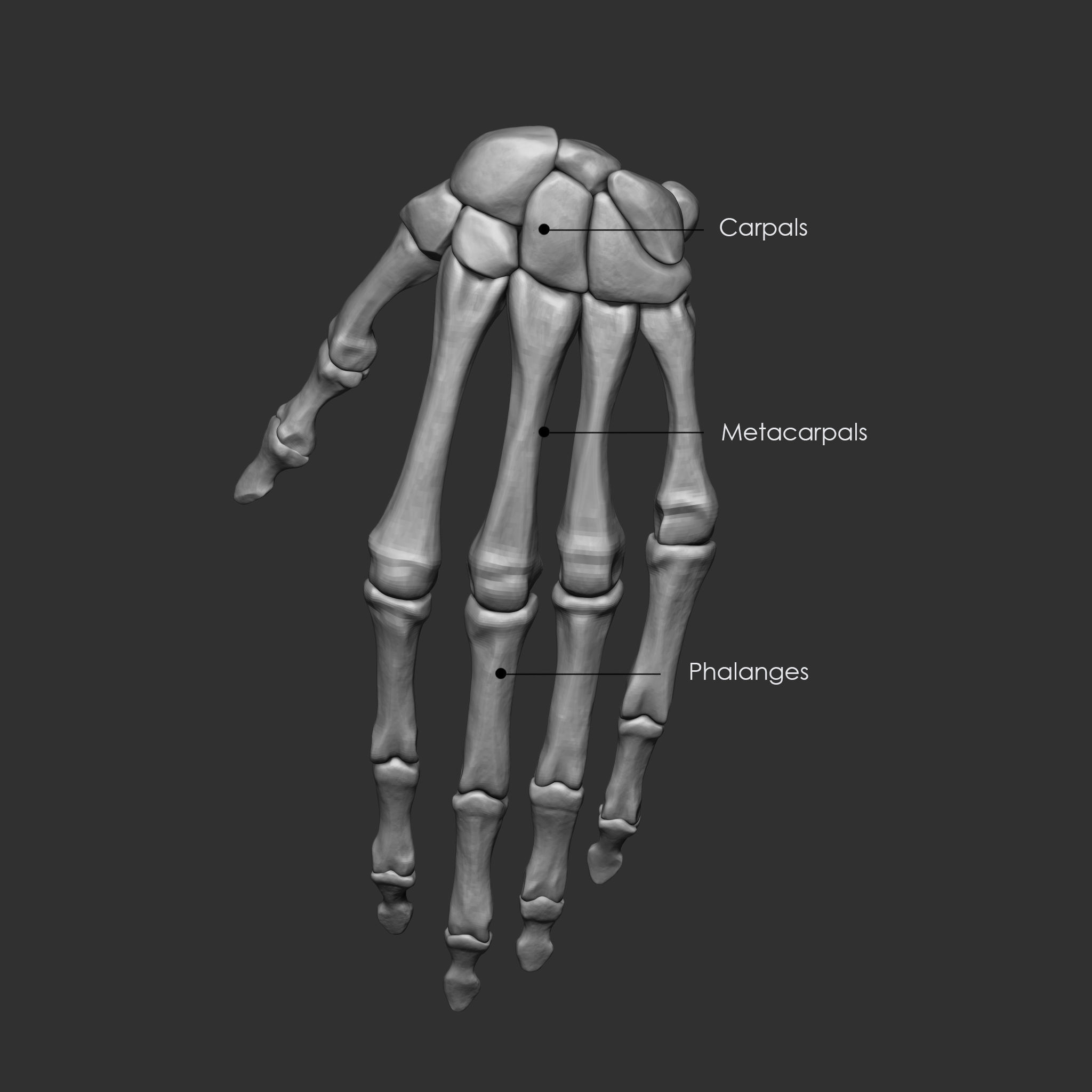Skeleton Human Bones Collection IMM Stl Obj Brush Pack 26 in One 3D model_34