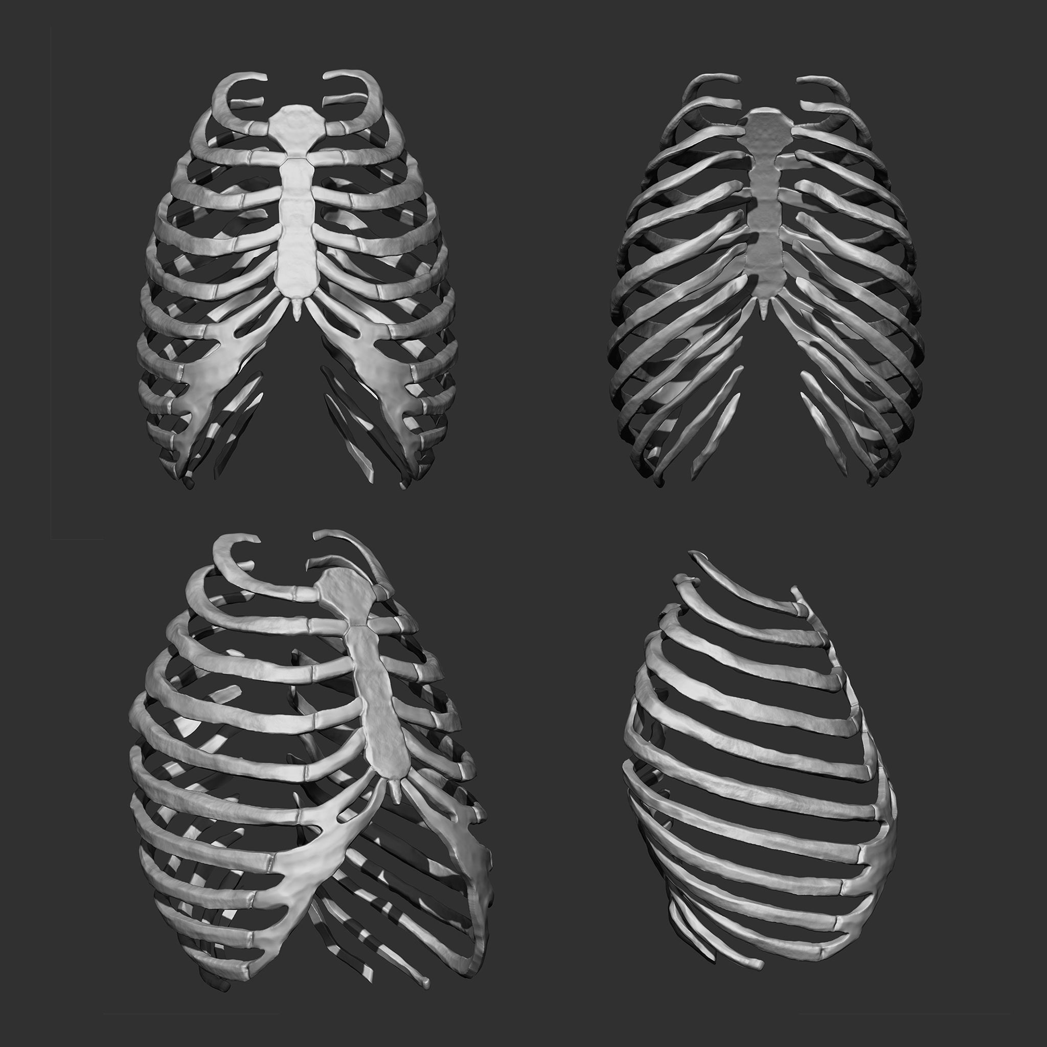 Skeleton Human Bones Collection IMM Stl Obj Brush Pack 26 in One 3D model_6