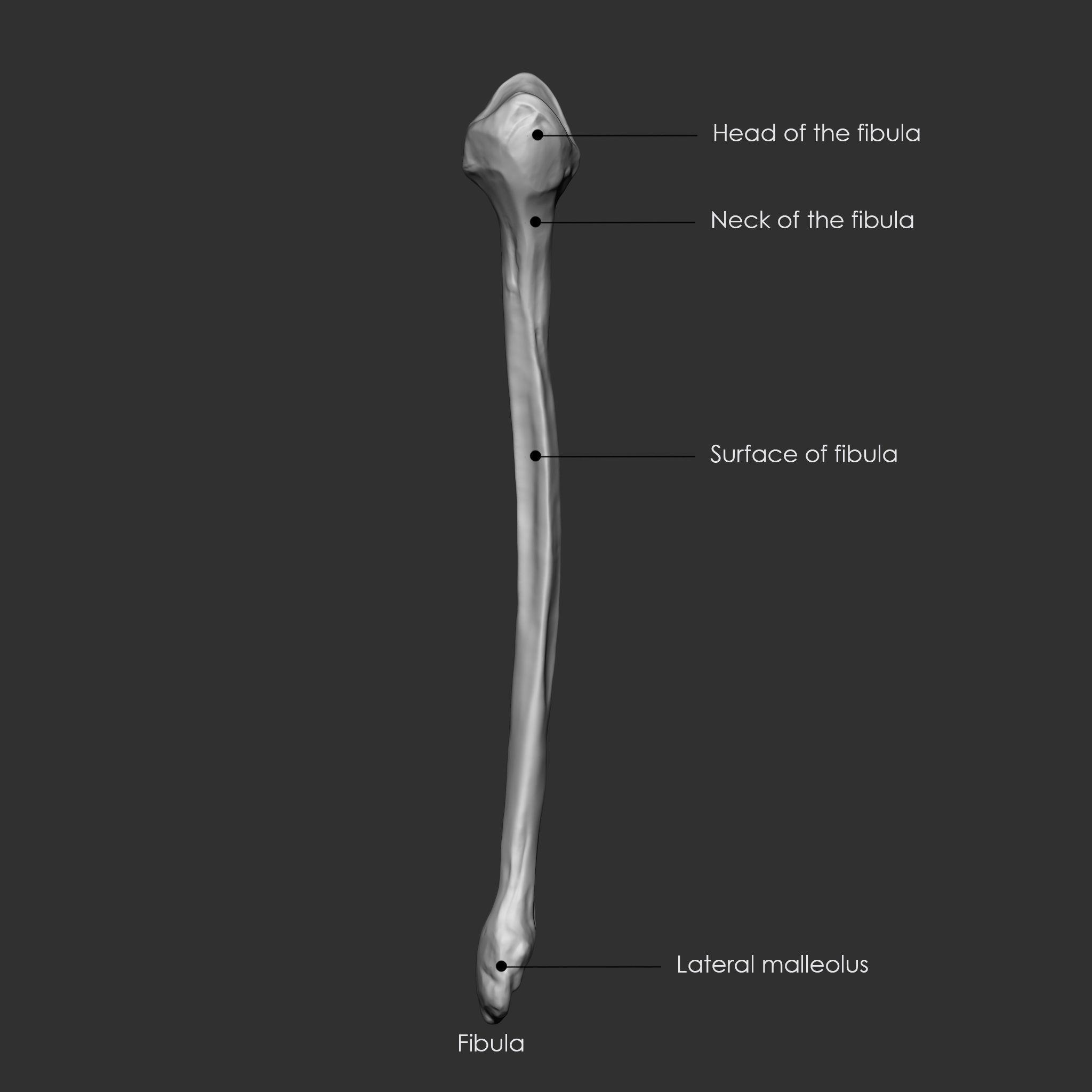 Skeleton Human Bones Collection IMM Stl Obj Brush Pack 26 in One 3D model_31