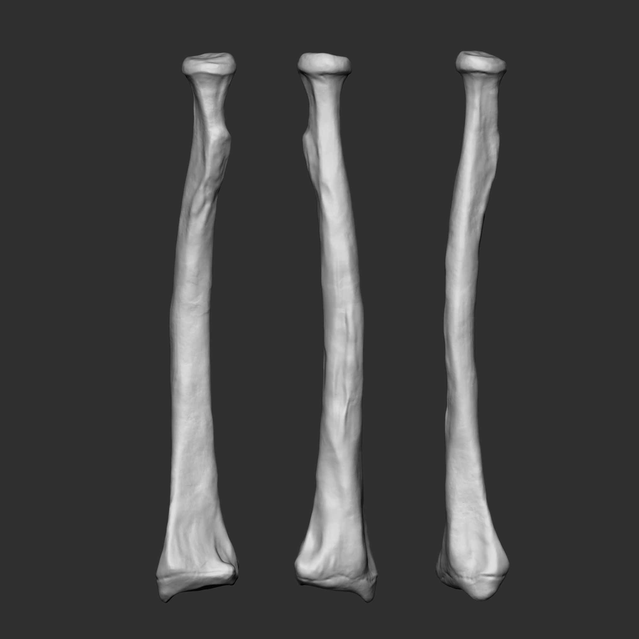 Skeleton Human Bones Collection IMM Stl Obj Brush Pack 26 in One 3D model_15