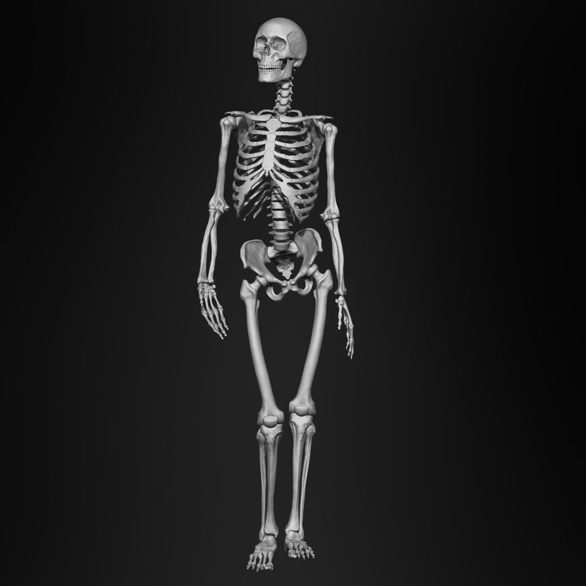 Skeleton Human Bones Collection IMM Stl Obj Brush Pack 26 in One 3D model_1