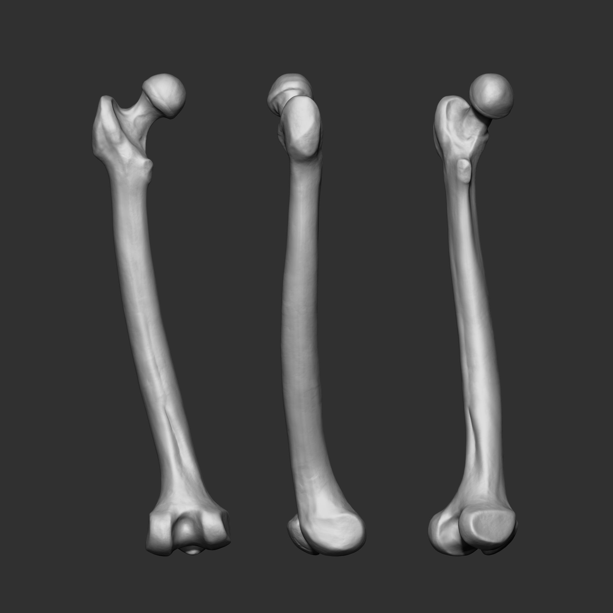 Skeleton Human Bones Collection IMM Stl Obj Brush Pack 26 in One 3D model_11