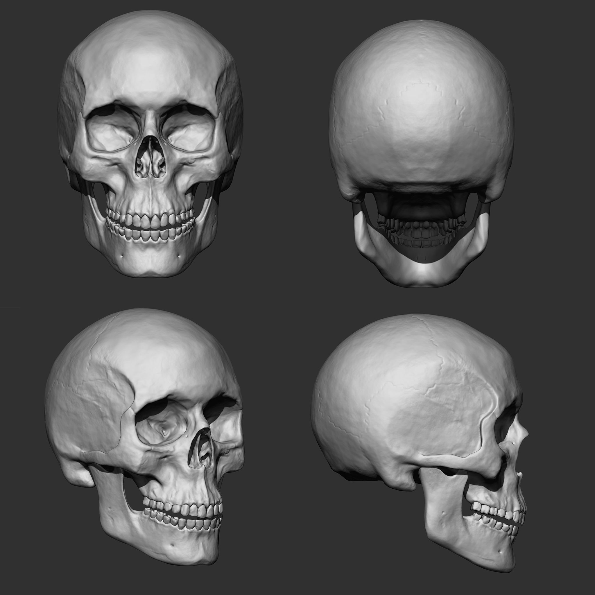 Skeleton Human Bones Collection IMM Stl Obj Brush Pack 26 in One 3D model_4