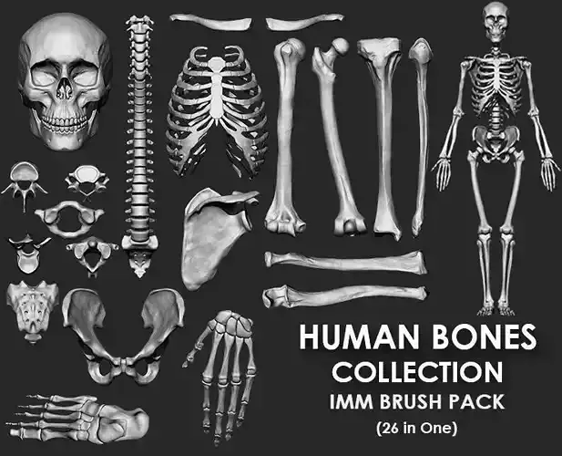 Skeleton Human Bones Collection IMM Stl Obj Brush Pack 26 in One