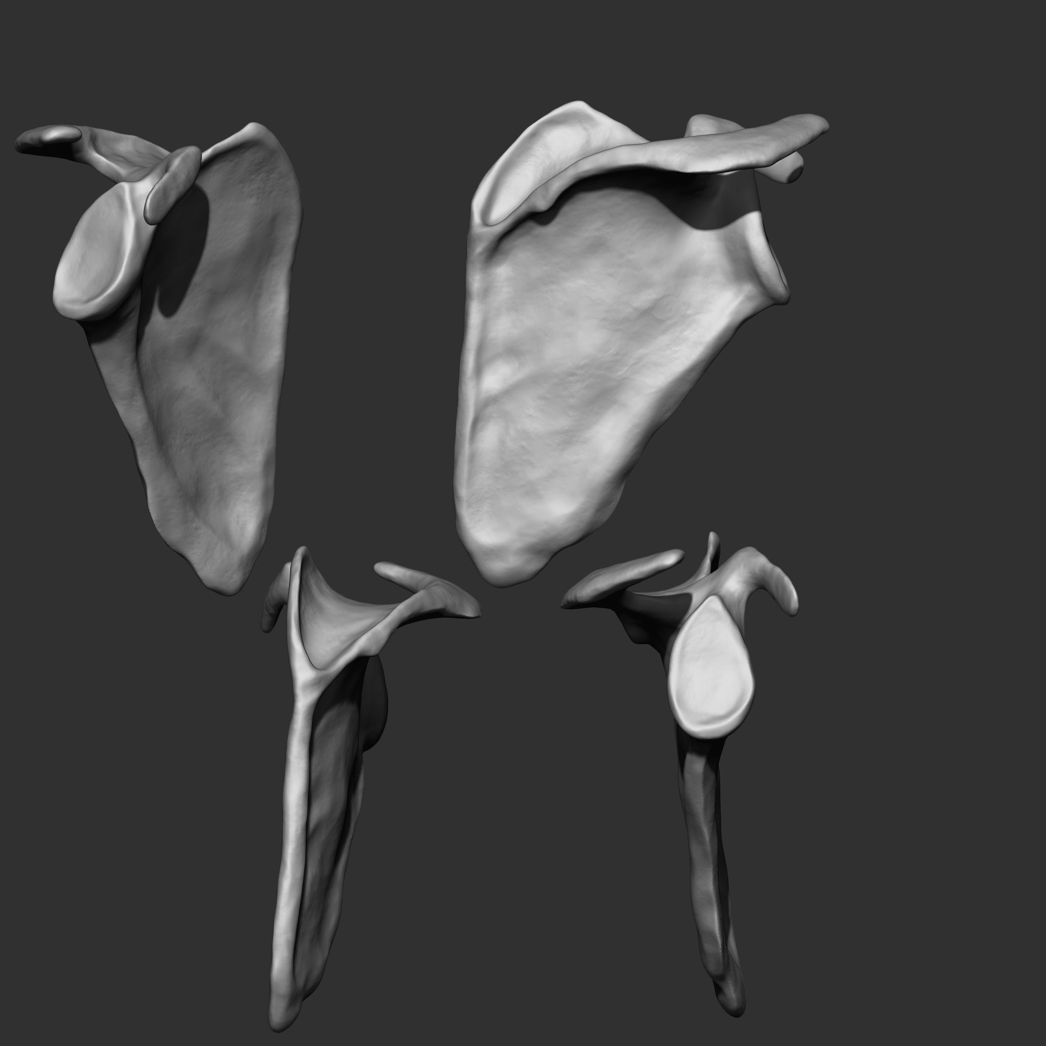 Skeleton Human Bones Collection IMM Stl Obj Brush Pack 26 in One 3D model_8