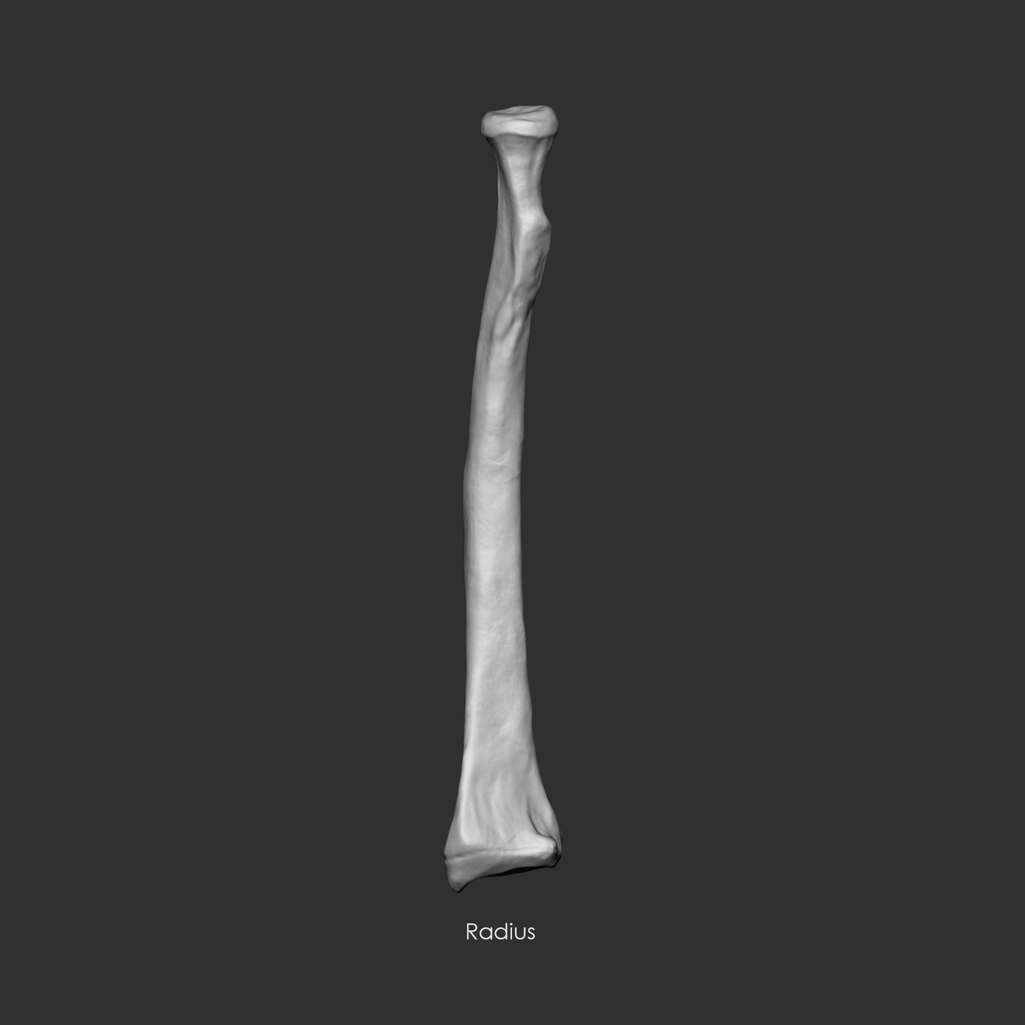 Skeleton Human Bones Collection IMM Stl Obj Brush Pack 26 in One 3D model_28