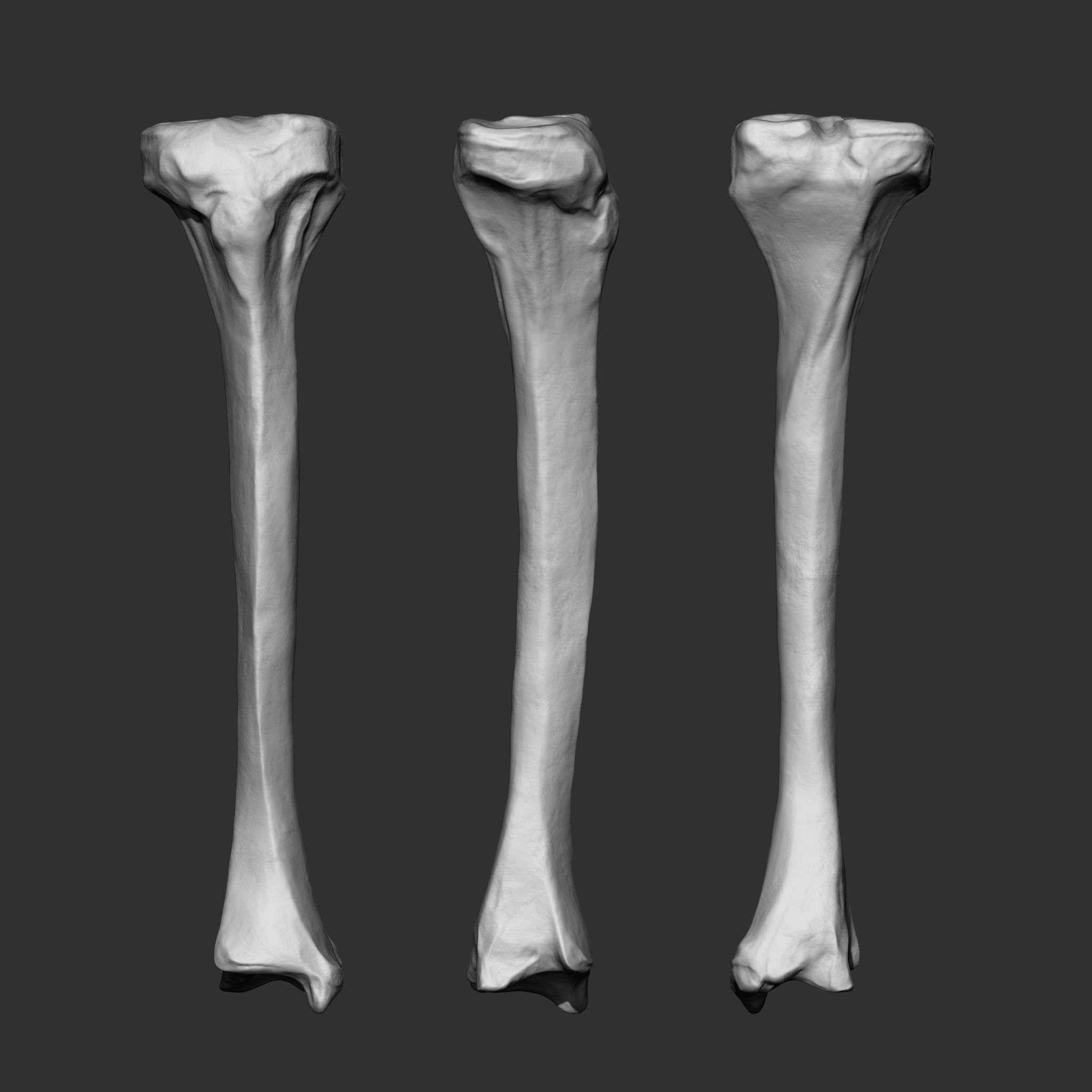 Skeleton Human Bones Collection IMM Stl Obj Brush Pack 26 in One 3D model_10