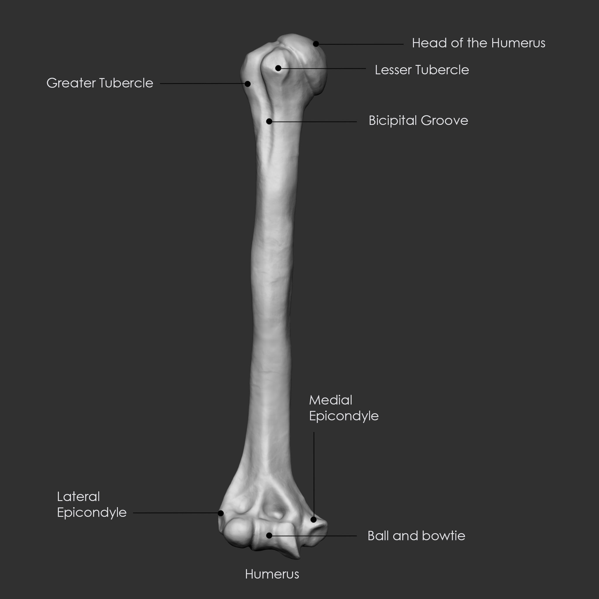Skeleton Human Bones Collection IMM Stl Obj Brush Pack 26 in One 3D model_27