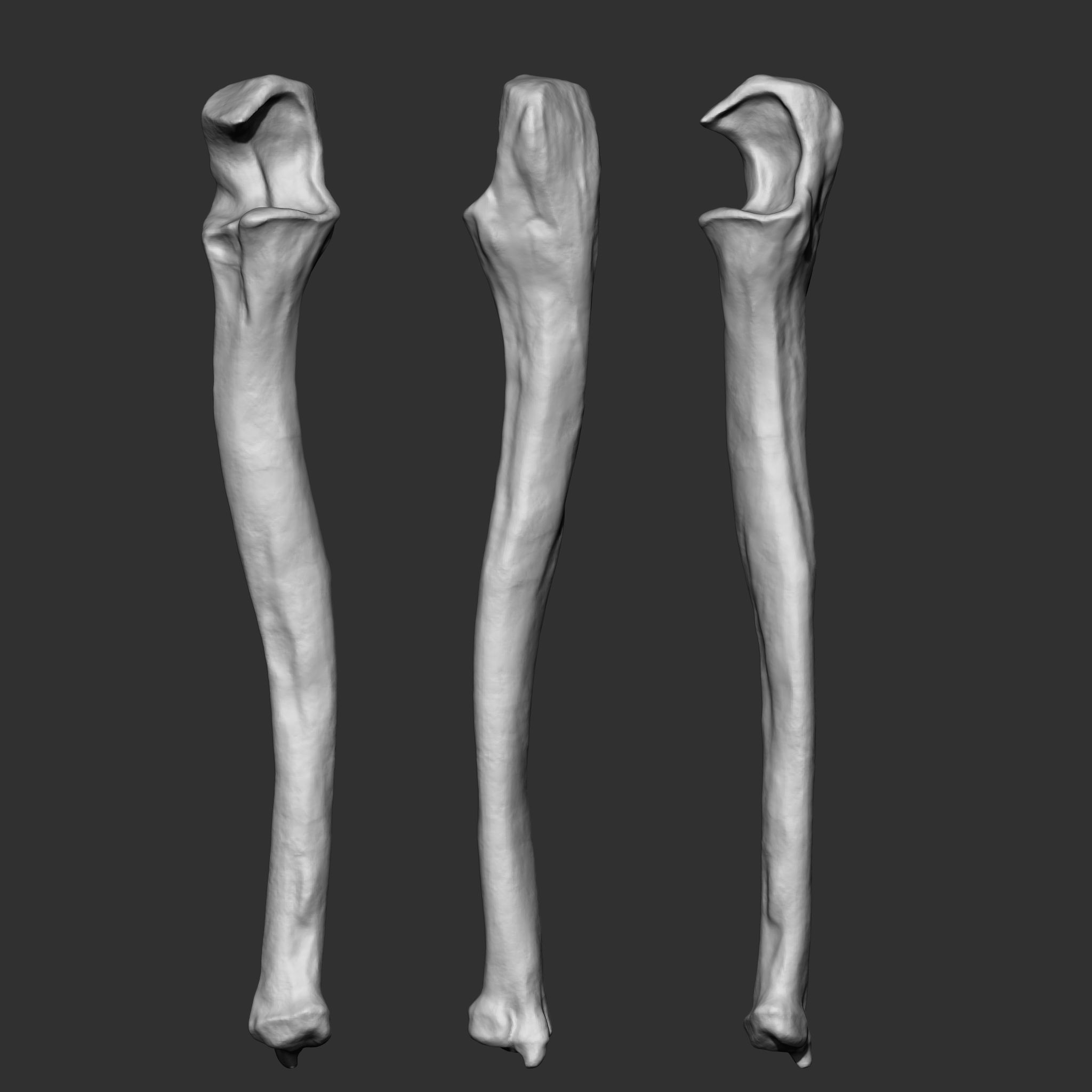 Skeleton Human Bones Collection IMM Stl Obj Brush Pack 26 in One 3D model_18