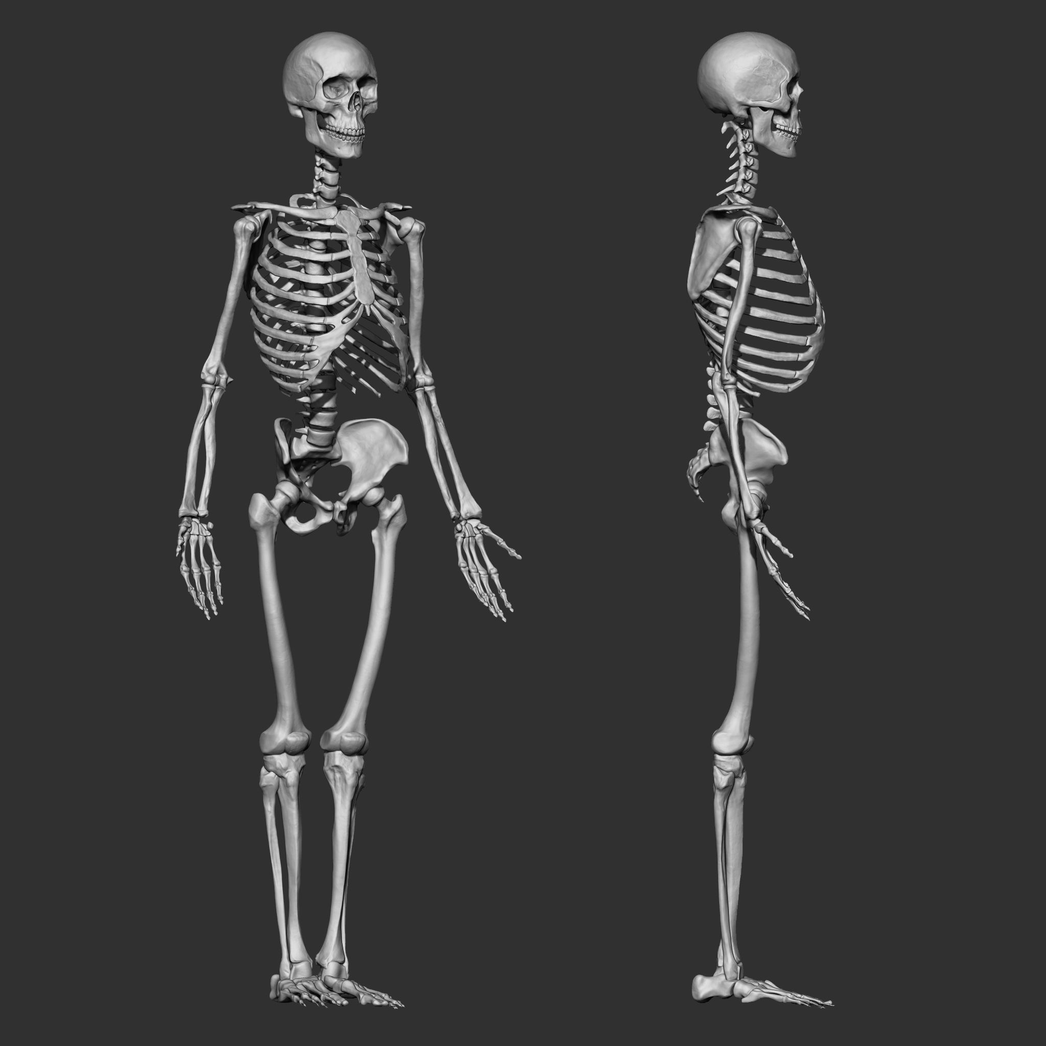 Skeleton Human Bones Collection IMM Stl Obj Brush Pack 26 in One 3D model_3