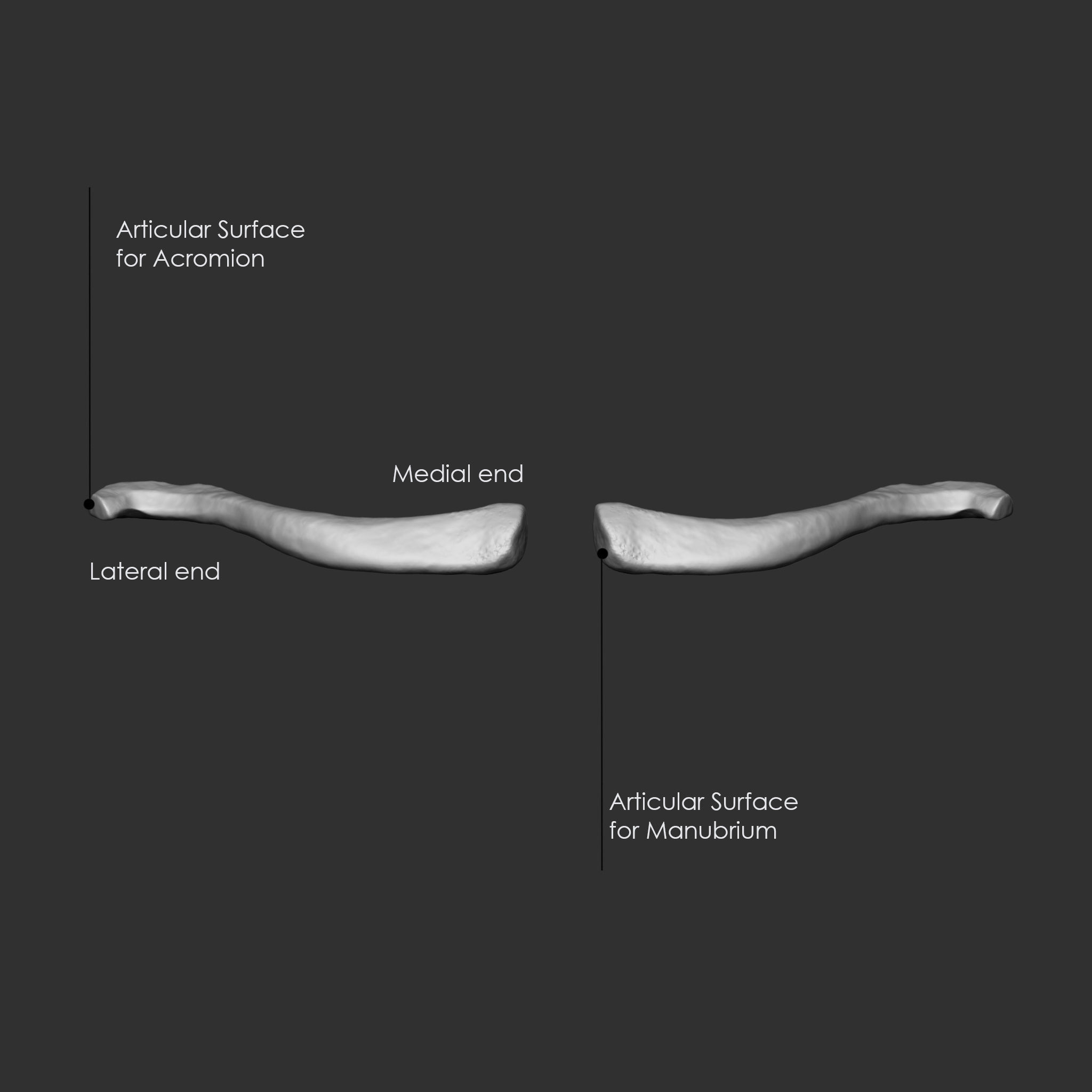 Skeleton Human Bones Collection IMM Stl Obj Brush Pack 26 in One 3D model_23