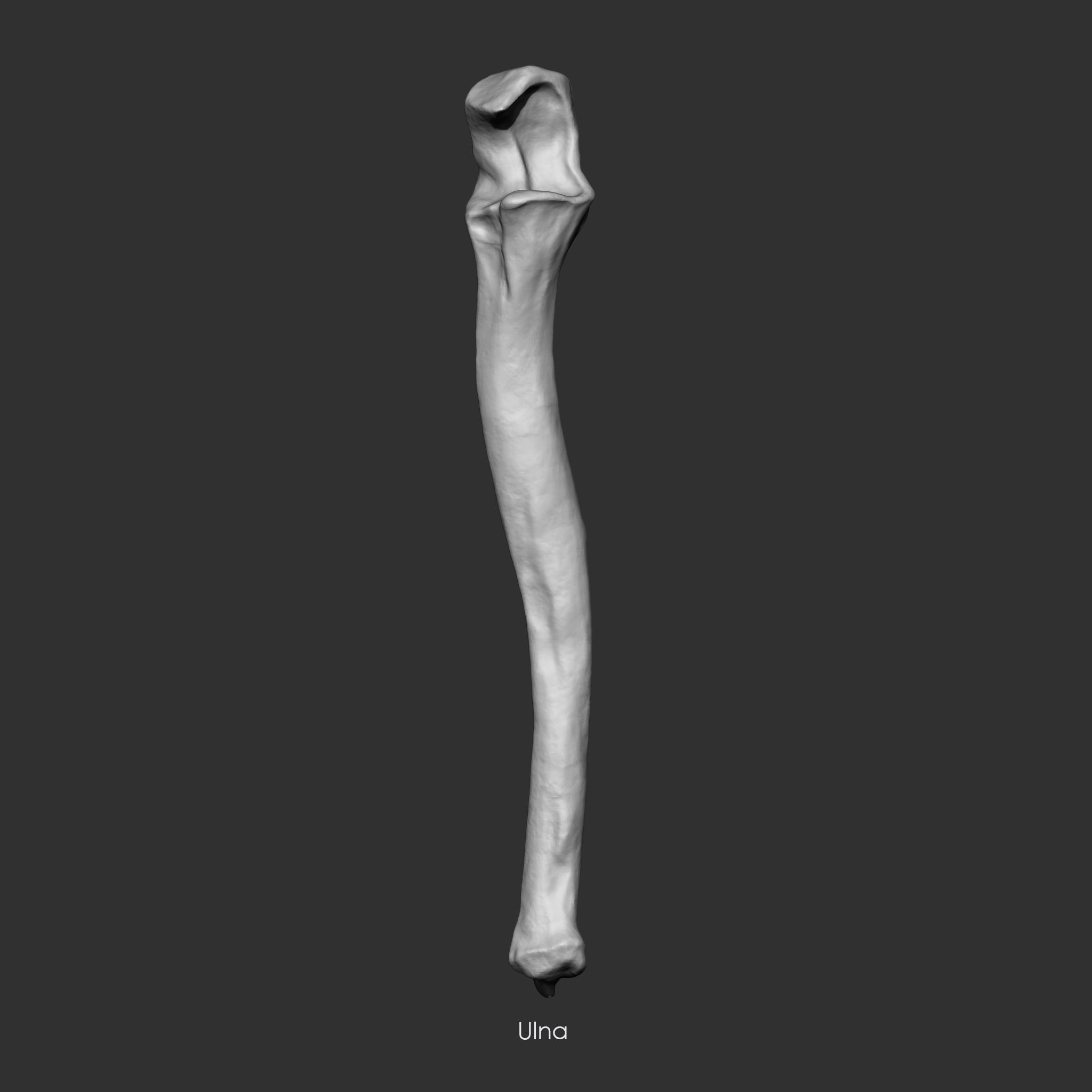 Skeleton Human Bones Collection IMM Stl Obj Brush Pack 26 in One 3D model_29