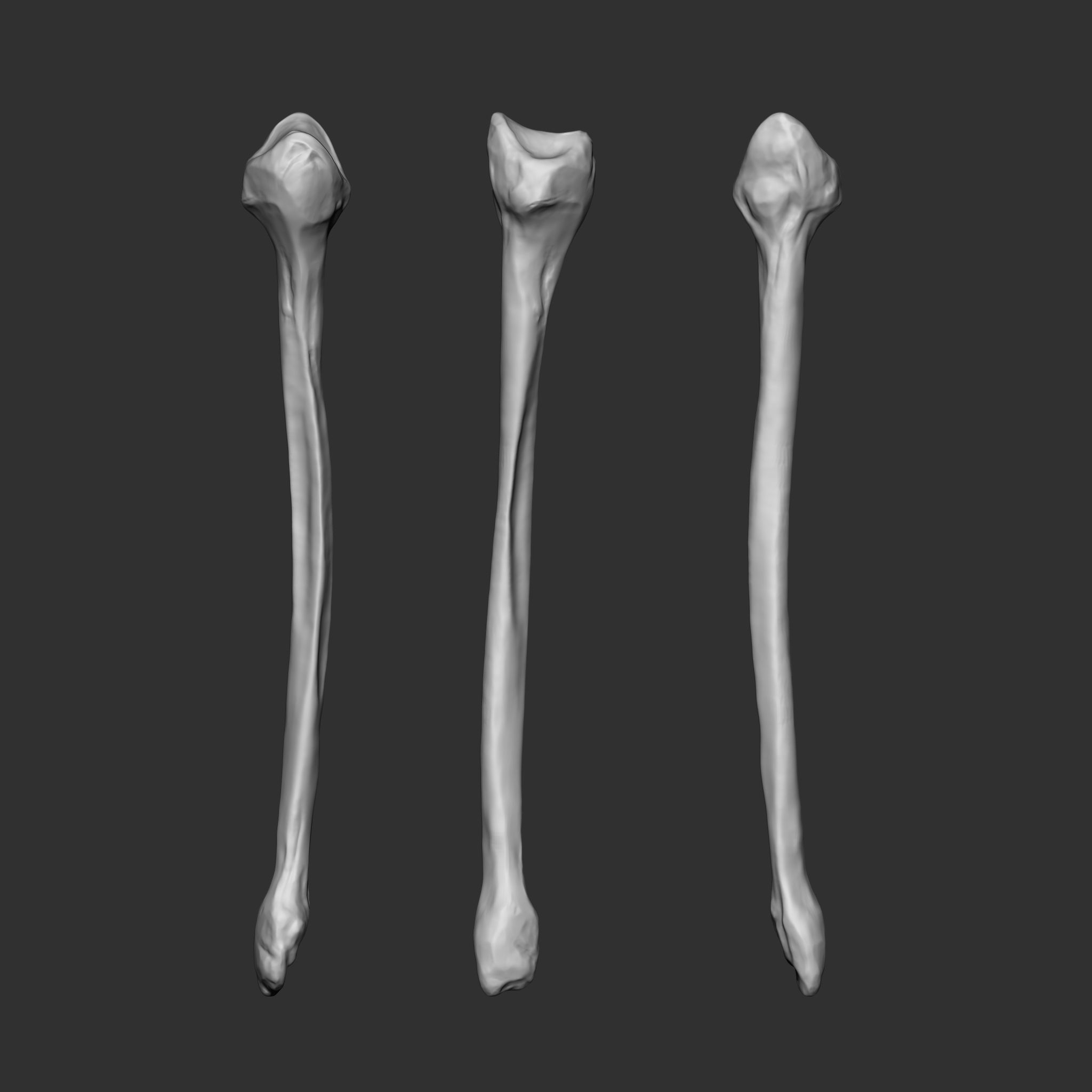 Skeleton Human Bones Collection IMM Stl Obj Brush Pack 26 in One 3D model_12