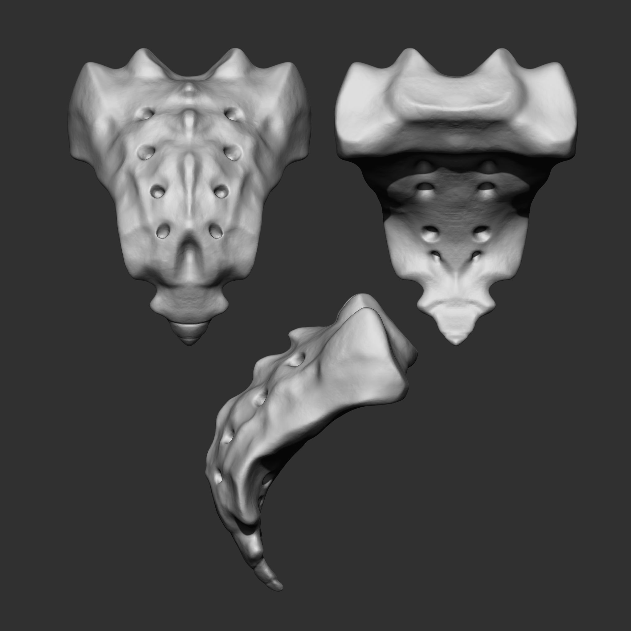 Skeleton Human Bones Collection IMM Stl Obj Brush Pack 26 in One 3D model_9