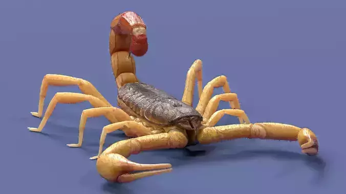 the Indian red scorpion Rig Cinema 4D  3D model