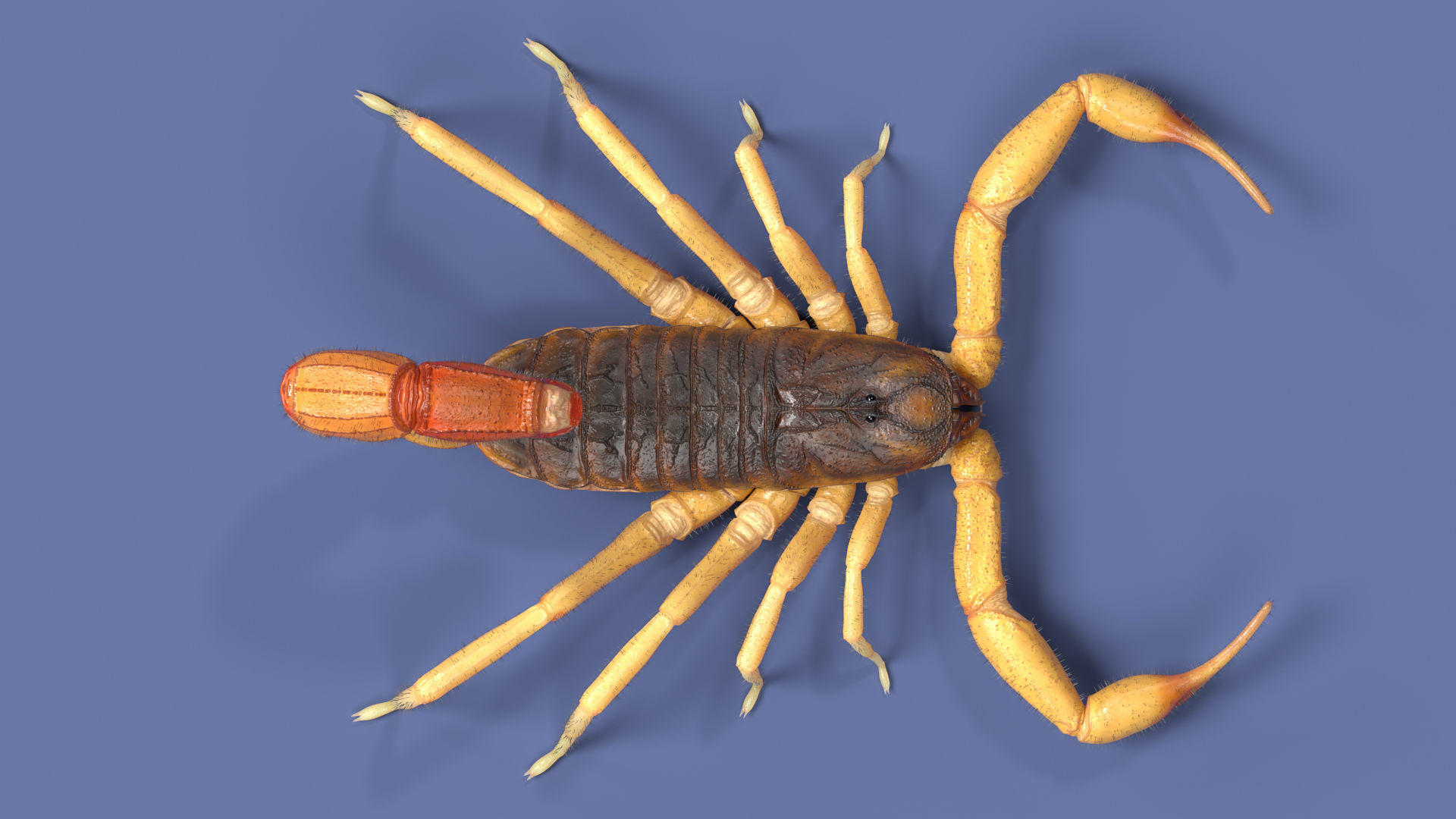 The indian red scorpion rig cinema 4d 3d model rigged cgtrader