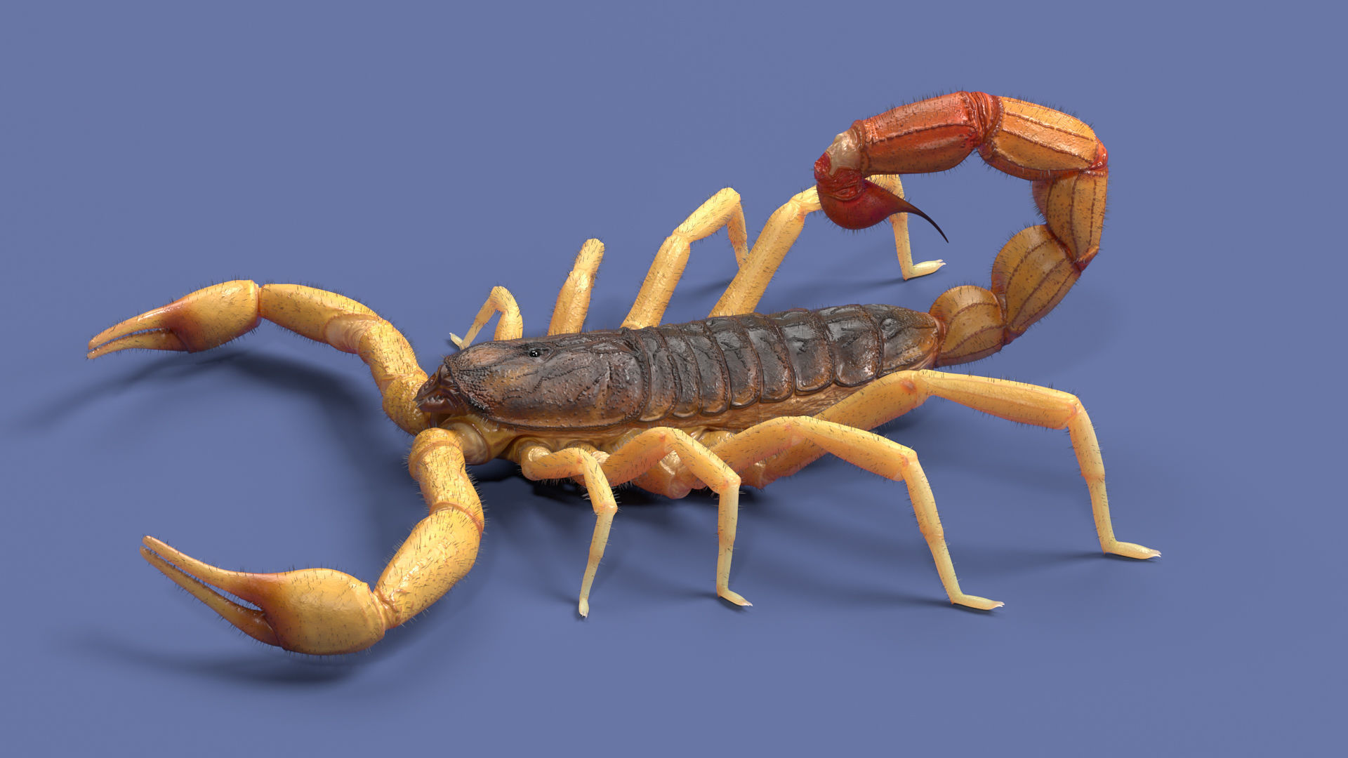 The indian red scorpion rig cinema 4d 3d model rigged cgtrader