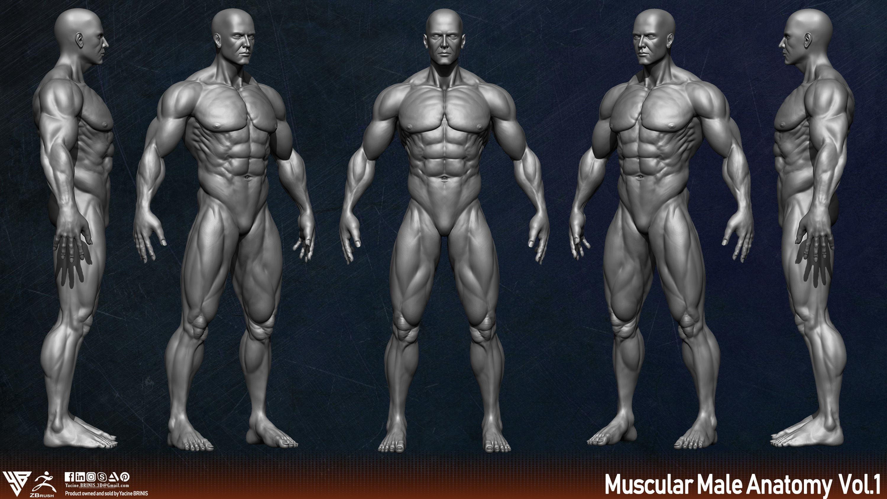 Muscular Human Anatomy Human base mesh Low-poly 3D model_2