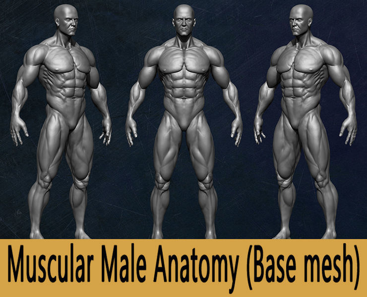 Muscular Human Anatomy Human base mesh Low-poly 3D model_7