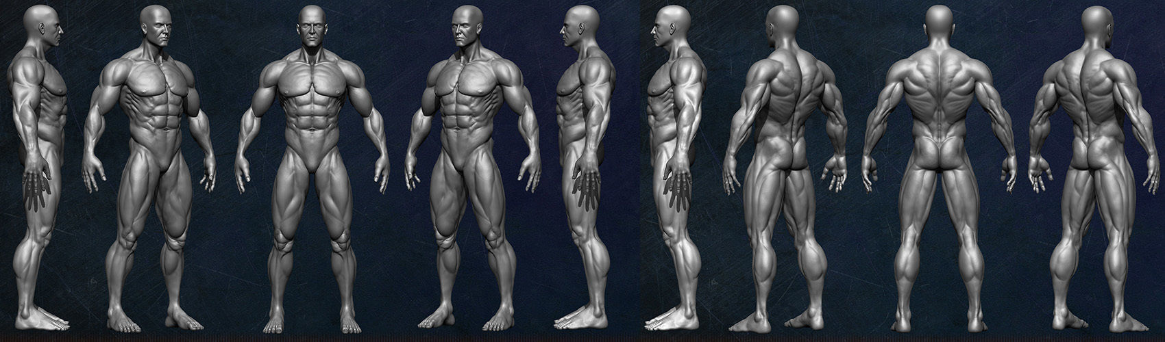 Muscular Human Anatomy Human base mesh Low-poly 3D model_8