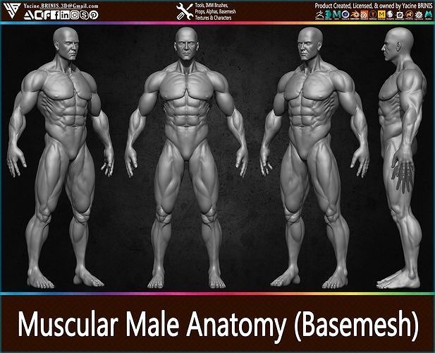 Muscular Human Anatomy Human base mesh Low-poly 3D model