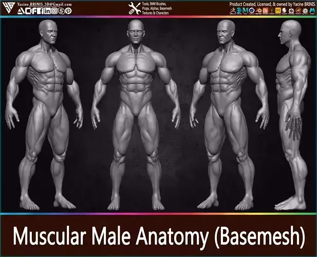 Muscular Human Anatomy Human base mesh Low-poly 3D model Muscular Human Anatomy Human base mesh Low-poly 3D model