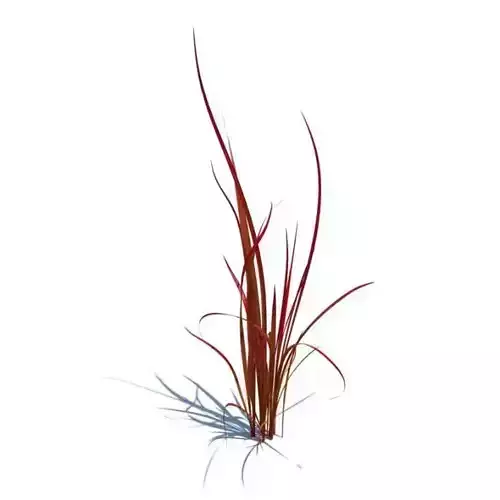 Cogon Grass Blades 3D model