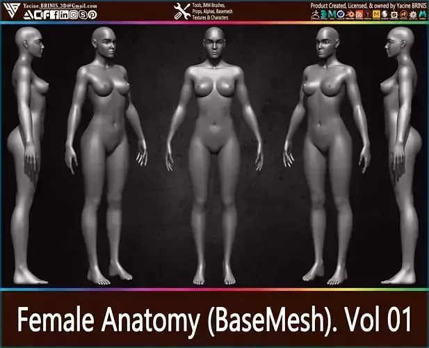 Female Anatomy Base-Mesh Vol 01 Low-poly 3D model