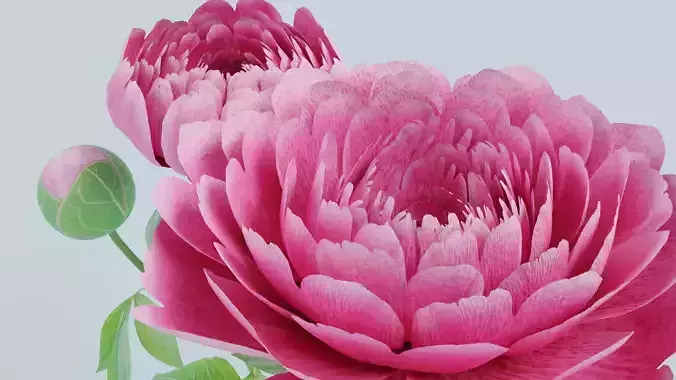 Peony three flowers