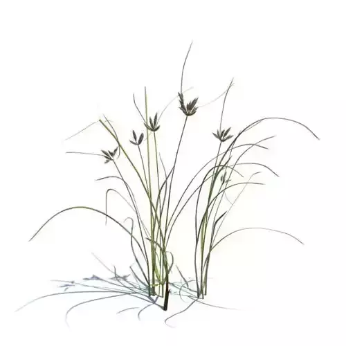 Green Bolboschoenus Maritimus Thicket 3D model