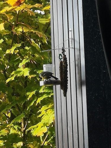 Bird feeder - sparrow 3D print model
