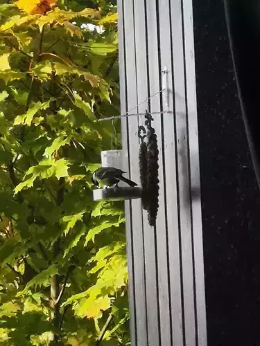 Bird feeder - sparrow