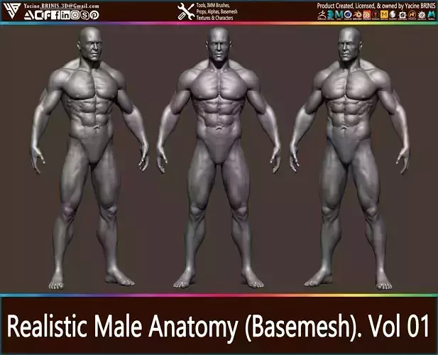 Realistic Male Anatomy Basemesh Vol 01 Low-poly 3D model