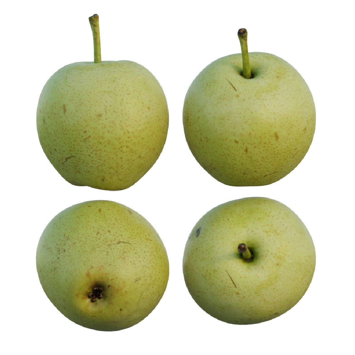Pear 04 3D model_5
