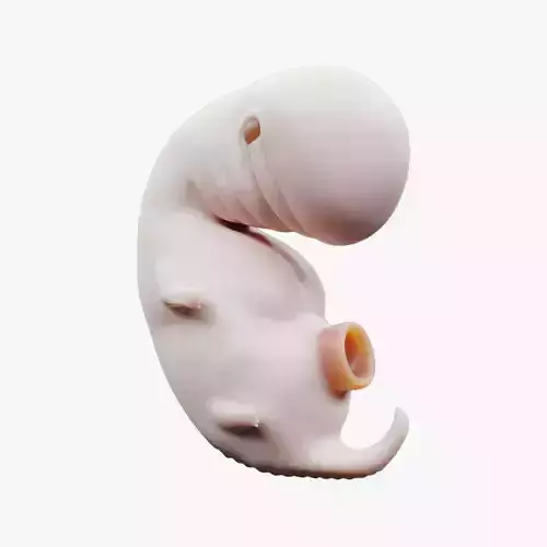 4 Weeks Human embryonic  baby stages 3D model