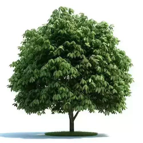 Feathery Full Green Tree