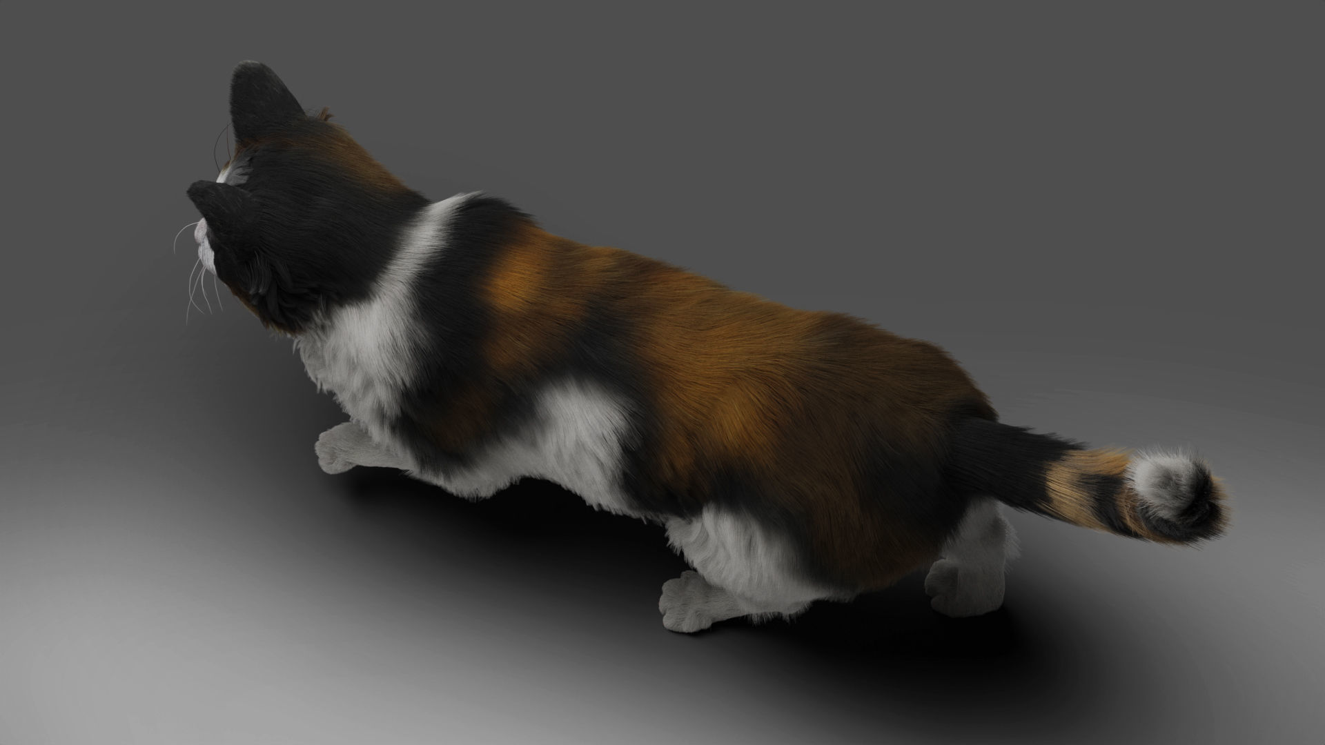 Fur Calico Cat Rigged 01 Low-poly 3D model_2