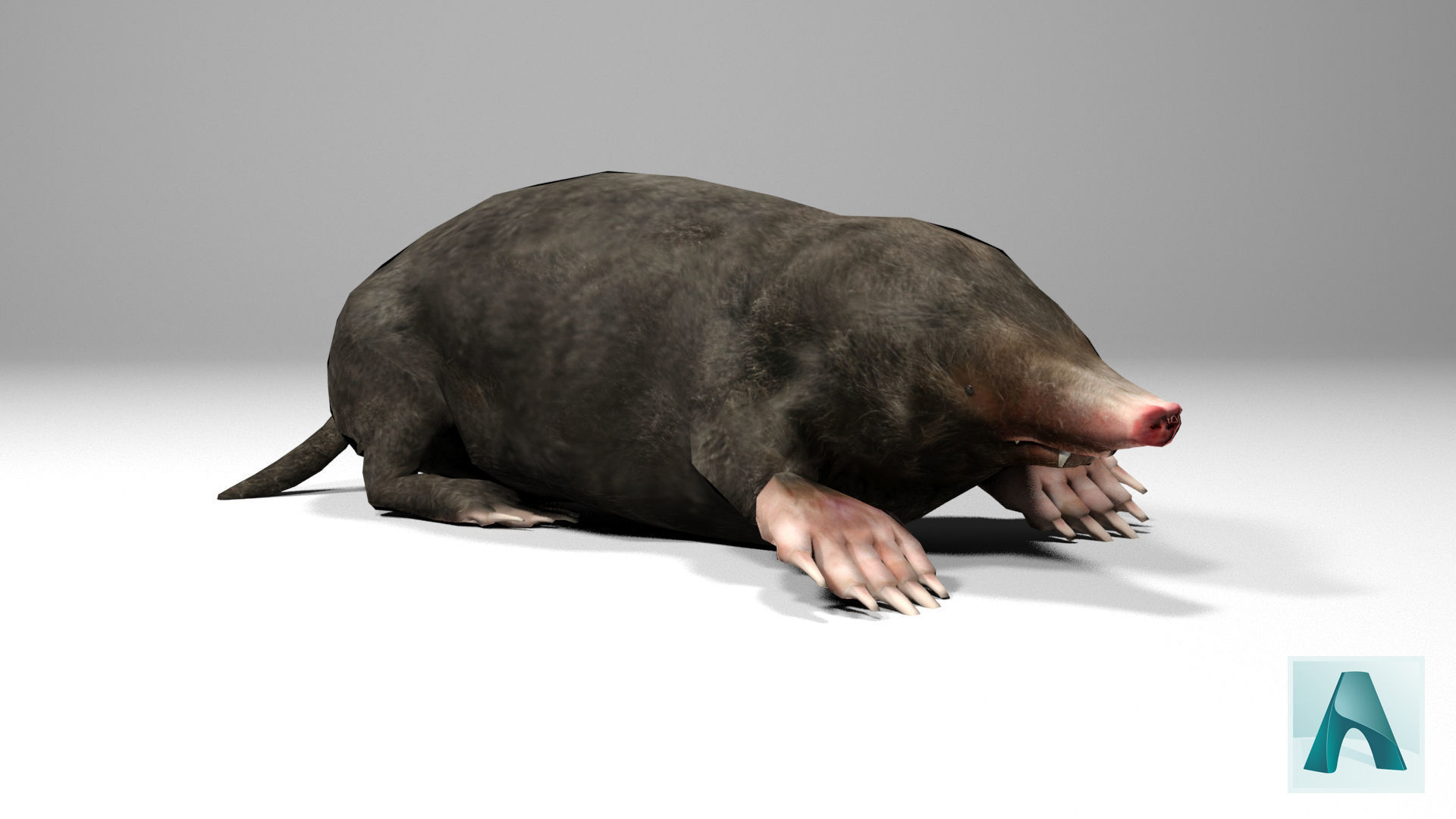 Mole Rigged Low-poly 3D model_4