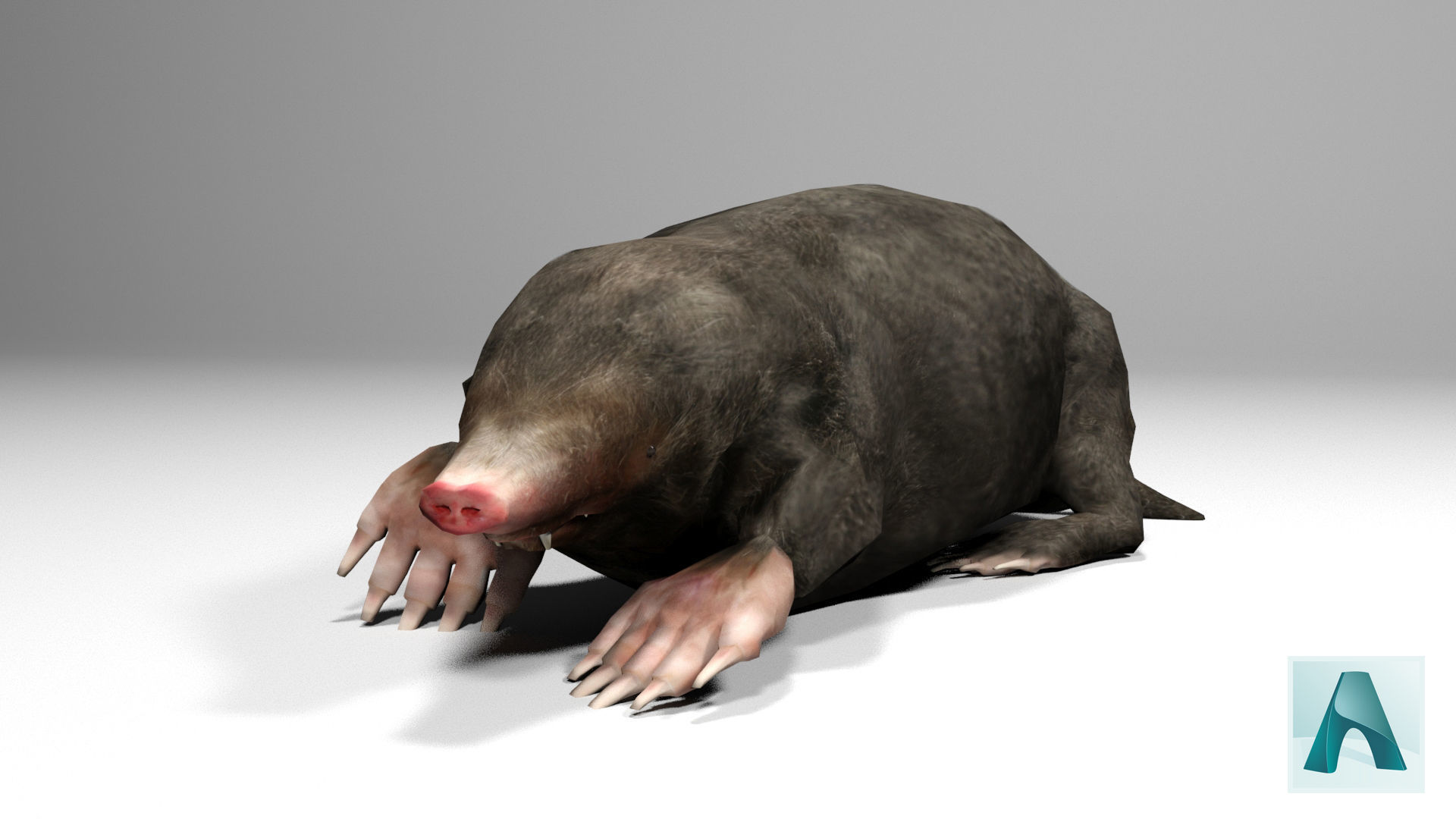 Mole Rigged Low-poly 3D model_3