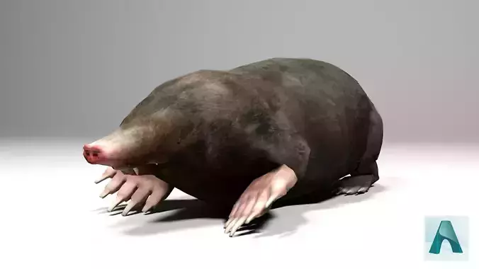 Mole Rigged Low-poly 3D model