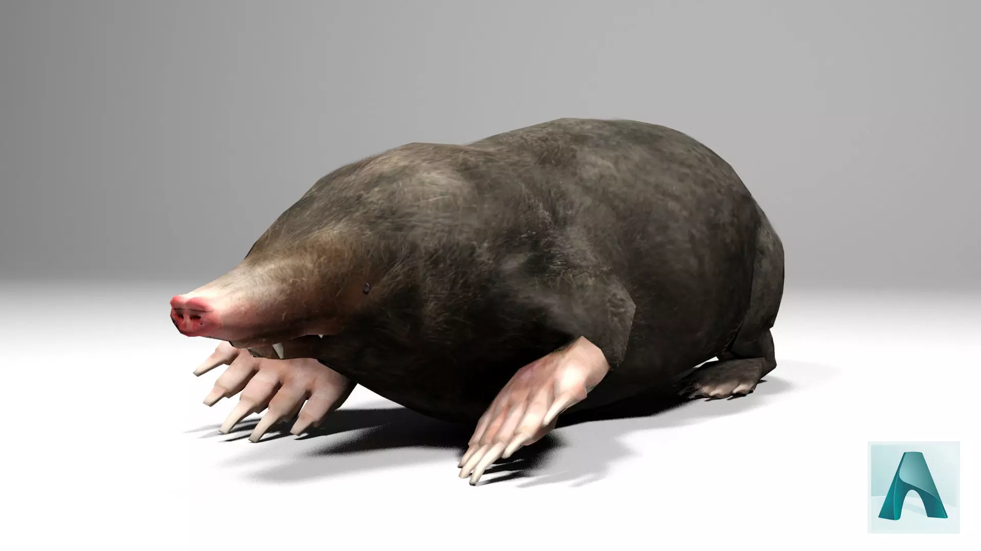 Mole Rigged Low-poly 3D model_0