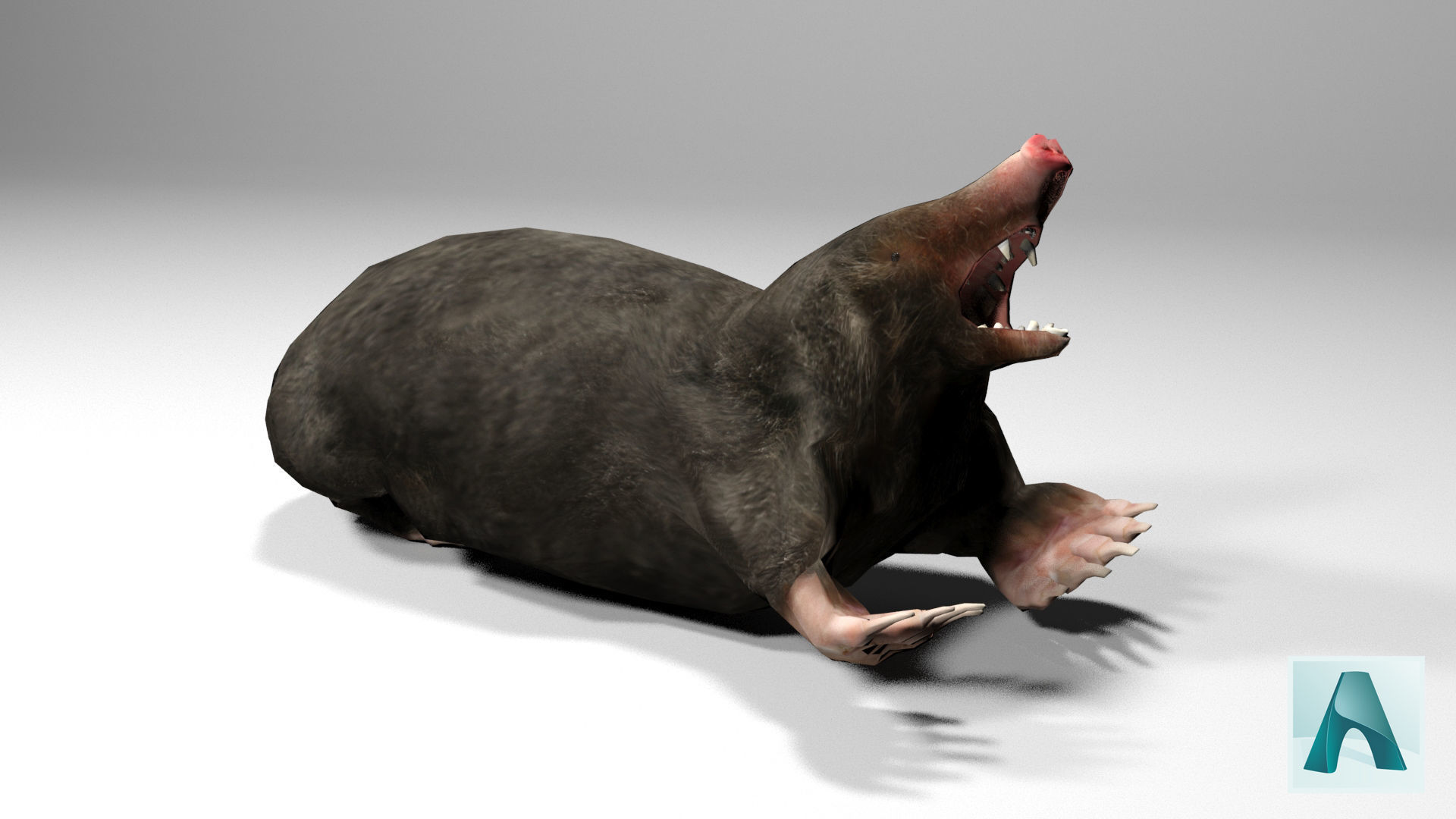 Mole Rigged Low-poly 3D model_5