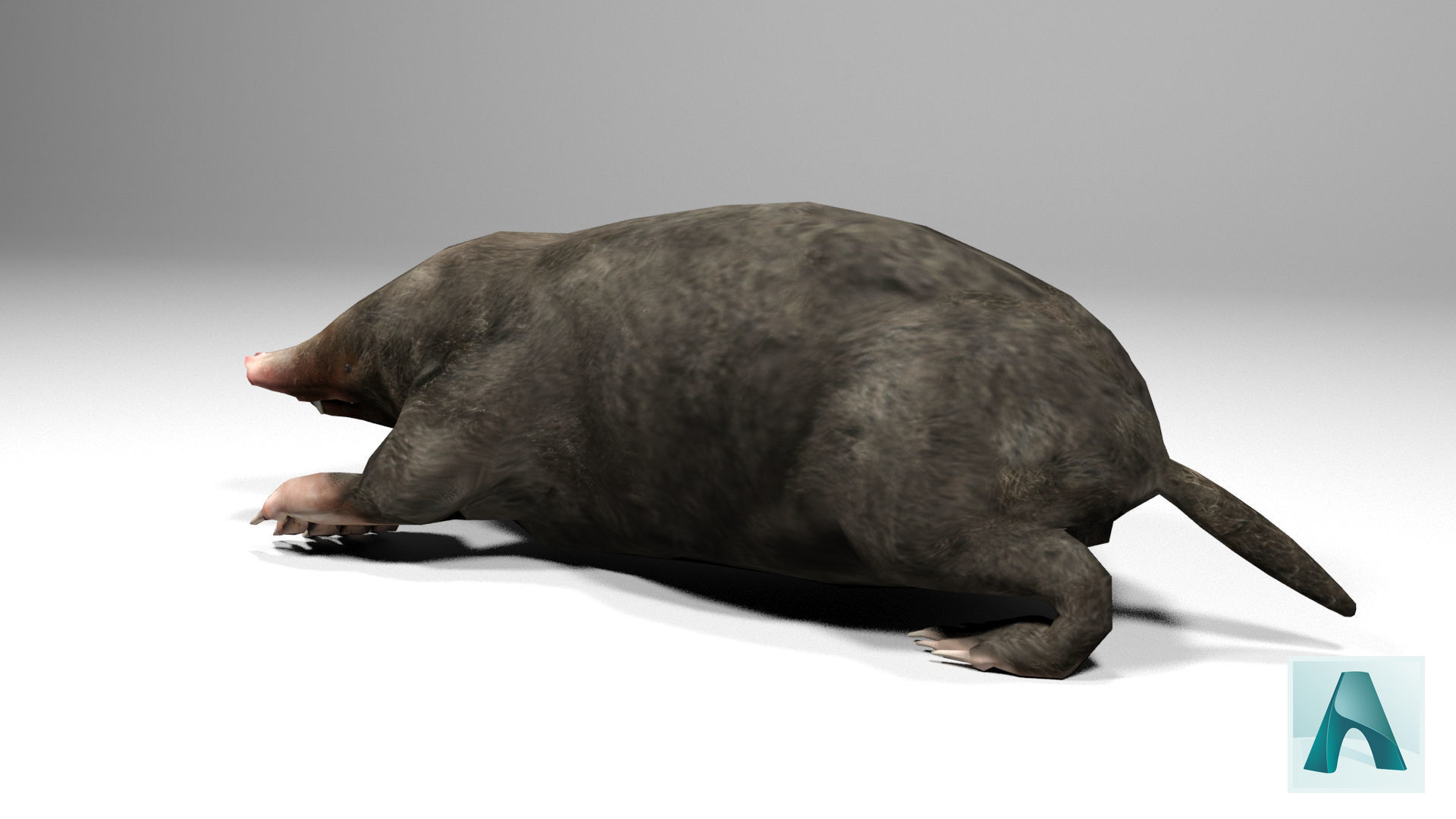Mole Rigged Low-poly 3D model_6