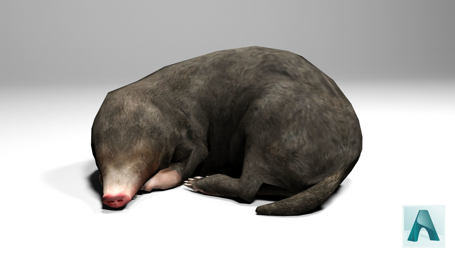 Mole Rigged Low-poly 3D model_2