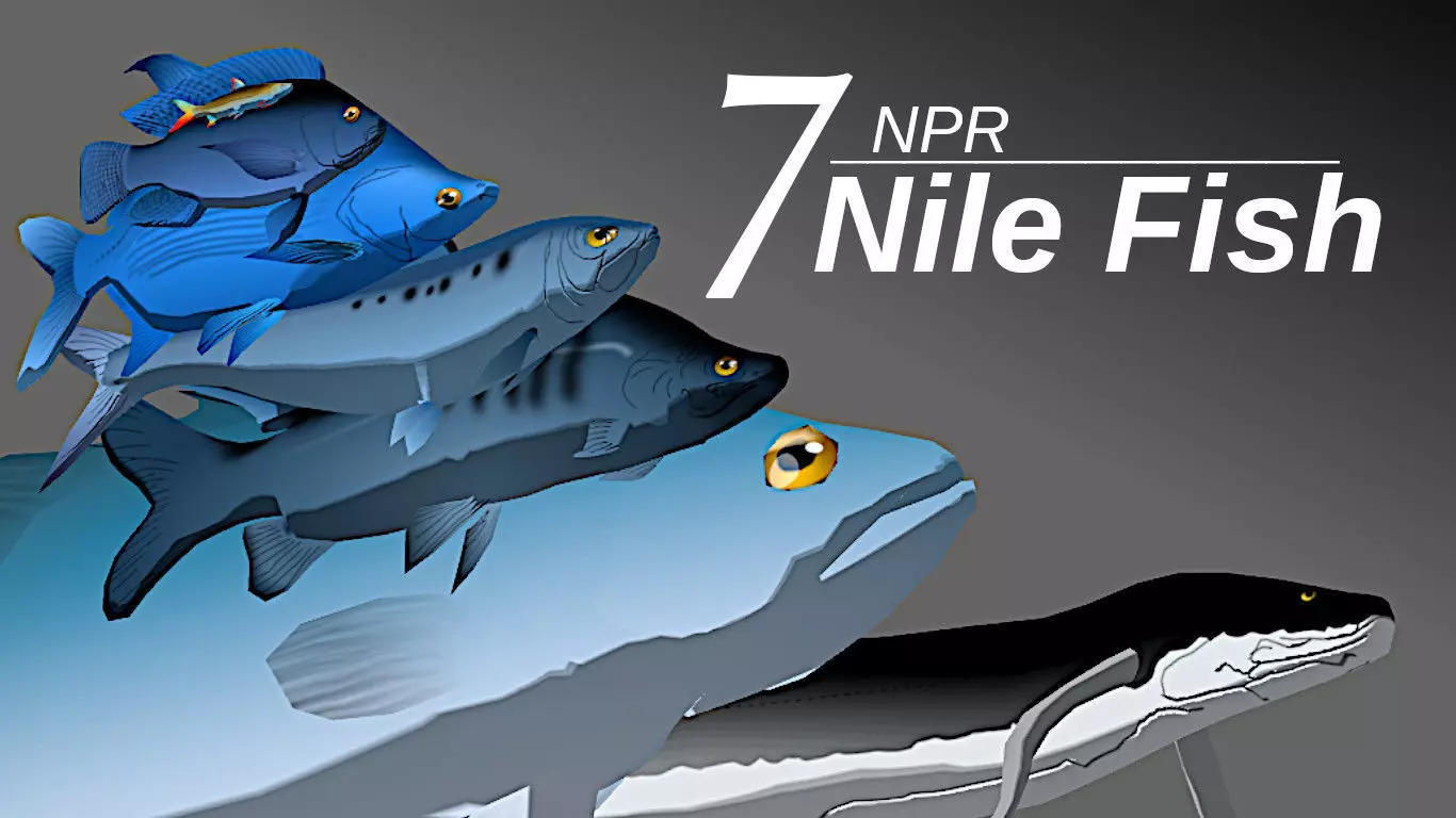 7 NPR Nile Fish 3D model