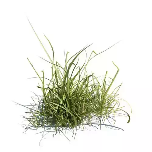 Grass