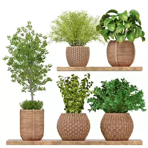 Indoor Plants set 10 -  plants on shelf